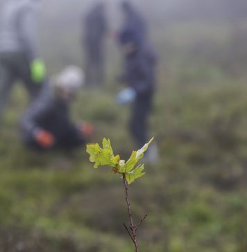 Un stejar pentru Stejarii României: Campanie de plantare de copaci în numele echipei naționale de rugby
