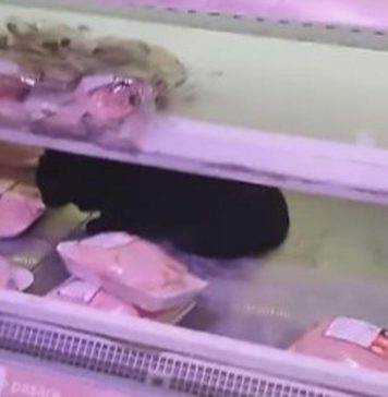 VIDEO/ Pisică filmată într-un raft frigorific cu carne, într-un supermarket din București