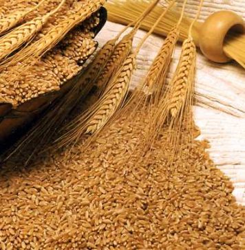 Cotaţia grâului este la cel mai redus nivel din ultimii doi ani