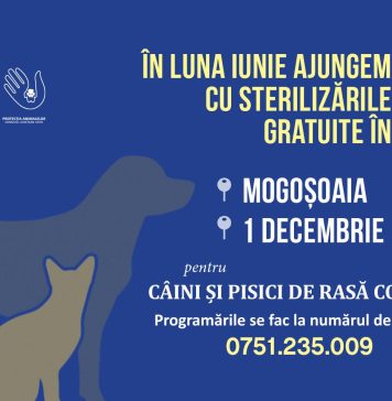 Peste 4.000 de animale de rasă comună au fost sterilizate gratuit de CJ Ilfov