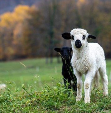 ANSVSA deschide exportul de ovine pentru piaţa marocană