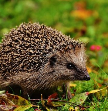 IN THE ANIMAL WORLD/A hedgehog family makes home in a Research and Development Station for Horticulture