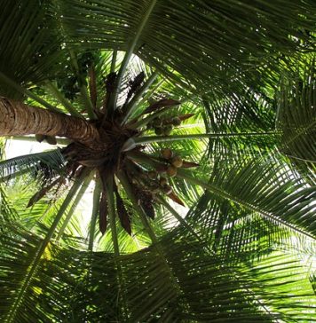 Palmierii au șanse reduse să reziste în București, arată președinta Asociației Peisagiștilor din România