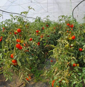 Buzău: Legume BIO stropite cu soluţii concentrate de până la 8 ori mai mari faţă de reglementările UE