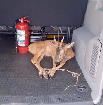 FOTO/ Căprior rănit în Sectorul 1, pe Aleea Privighetorilor, în urma unui accident rutier