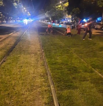 Infrastructură 5 anunță că linia 32 este acum ”verde neîntrerupt”. Au fost așternute noi rulouri de gazon – FOTO