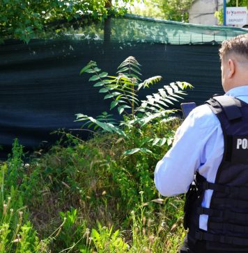 Amenzi pentru ambrozie. Poliția Locală Sector 5 verifică dacă proprietarii de terenuri au înlăturat planta