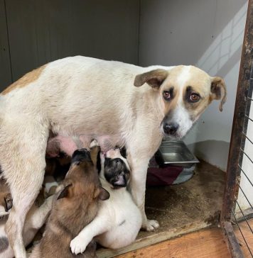 Echipele ASPA București au capturat, în luna mai, 183 de câini. În fiecare primăvară sunt abandonaţi sute de pui nedoriţi, unii cu mame, alţii singuri