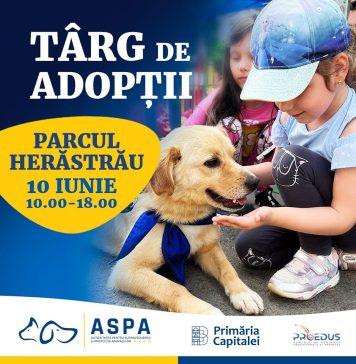 Primăria București organizează un nou târg de adopții pentru căței,