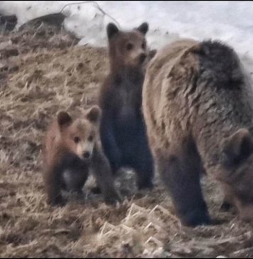 Salvamontiştii avertizează că o ursoaică cu pui se plimbă în zona Bucegi – Vârful Omu