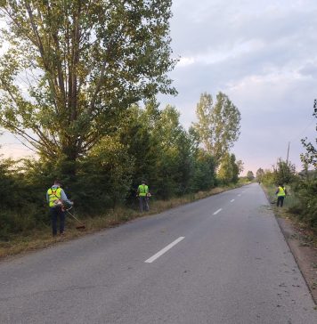 Ilfov: Campanie de distrugere a ambroziei pe DJ 179, Bălteni – Buriaș și DJ 100, Afumați – Ștefănești