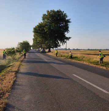 Ilfov: Campanie de distrugere a ambroziei pe DJ 100, Afumați – Găneasa, DJ 402, Gagu – Creața și DJ 402, Creața – Vânători