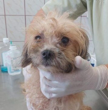 Patru câini, suferind de foame, sete şi diverse afecţiuni, au fost salvați dintr-un imobil din Sectorul 6