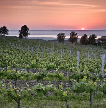 Crama Stirbey, între istorie și viitor. Interviu cu Ileana Kripp, descendentă a familiei Ştirbey