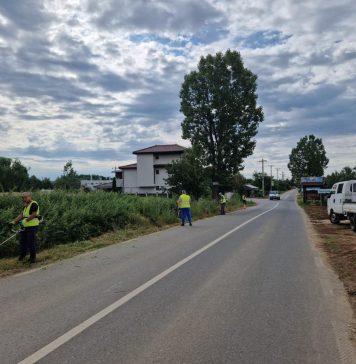 Ilfov: Campanie de distrugere a ambroziei pe DJ 200, Ștefănești – Dascălu și DJ 101N, Ciolpani – Izvorani