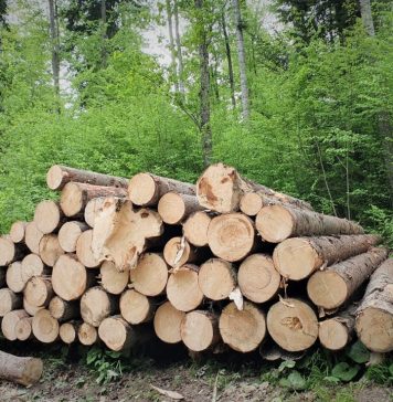 Parlament: Cotă redusă de TVA de 5% şi pentru livrările de masă lemnoasă sub diverse forme – rumeguş, deşeuri şi resturi de lemn