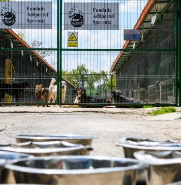 Helmut Duckadam gătește pentru 550 de câini fără familie