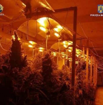 „Fabrică” de canabis în două hale din Capitală. Bărbat prins cu 61 de kilograme de canabis şi 131 de plante