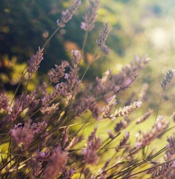 Alertă meteo de caniculă. Elena Mateescu, ANM: „Vineri va fi cea mai călduroasă zi din acest an până acum”