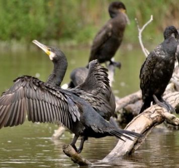 Klaus Iohannis cere reexaminarea legii prin care perioada de vânătoare a cormoranului mare este extinsă de la intervalul 1 septembrie – 28 februarie la tot parcursul anului