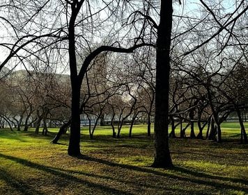 Cum s-a ajuns în București să aștepți trei ani ca să tai un copac uscat