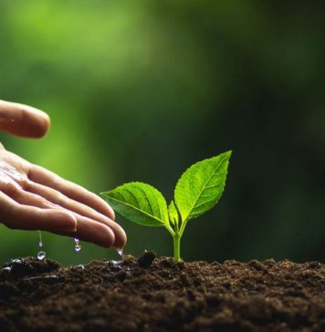 More than 730,000 saplings planted in 2022 under Planting Good Deeds in Romania initiative