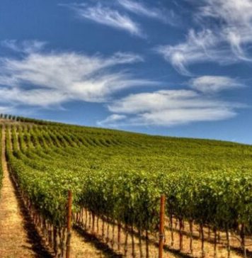 Wines from the Podgoria Cotnari, awarded at Vinarium International Wine Contest