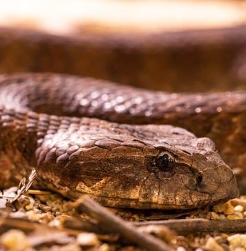 În ce zone din România riscăm să dăm peste vipere. Se întâlnesc şi în Bucureşti