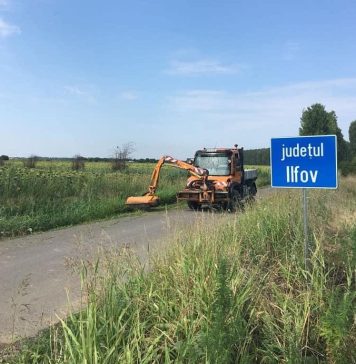 În Ilfov se continuă tratamentele pentru combaterea și distrugerea buruienii ambrozia