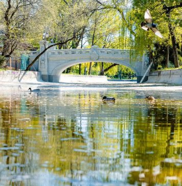 Sistemul audio anti-ciori din Cișmigiu alungă oamenii din parc, nu păsările