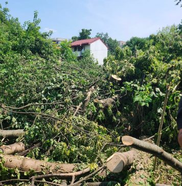 Amendă de 45.000 de lei pentru tăierea ilegală de copaci, anunță Clotilde Armand