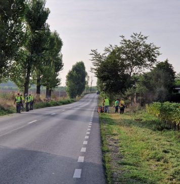 Ilfov: Continuă distrugerea ambroziei pe DJ 402 Vânători – Petrăchioaia și pe DJ 100 Găneasa- Cozieni