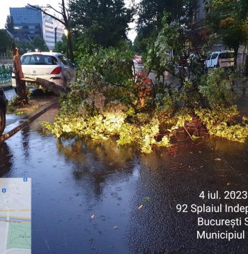 Primăria Sectorului 5, apel la Nicuşor Dan să elibereze avize pentru defrişarea arborilor uscaţi