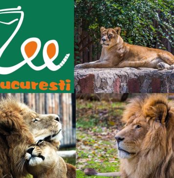Activităţi pentru copii – duminică, la Grădina Zoologică Bucureşti