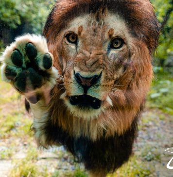 Administrația Grădina Zoologică București, activități dedicate lumii animalelor