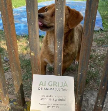 CJ Ilfov: Maraton de sterilizări în Grădiștea, pe 22 și 29 august