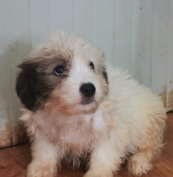 ASPA Bucureşti a ridicat 500 de căţeluşi de pe străzile Capitalei, în doar șapte luni ale lui 2023