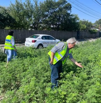 Poliția Locală Sector 6 a început să verifice dacă terenurile sunt curățate de ambrozie