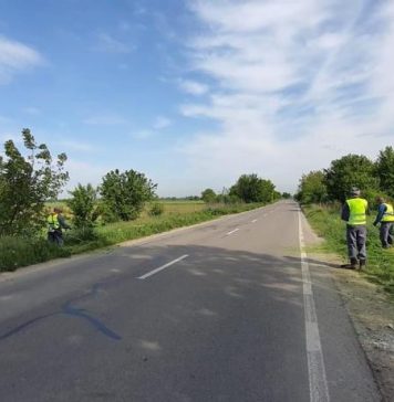 O nouă acțiune de combatere a ambroziei pe mai multe drumuri județene din Ilfov