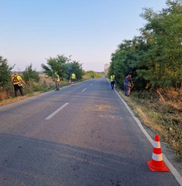 Ilfov: Continuă combaterea și distrugerea ambroziei pe DJ 101C, Mănăstirea Căldărușani și pe DJ 101, Moara Vlăsiei – Grădiștea