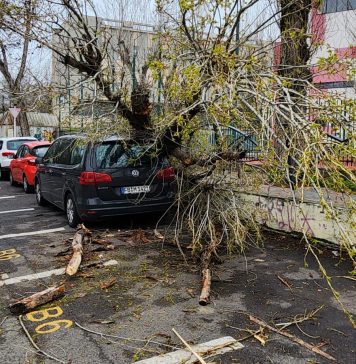 Prefectul Capitalei anunţă că va începe toaletarea de urgenţă a peste 10.000 de copaci din București