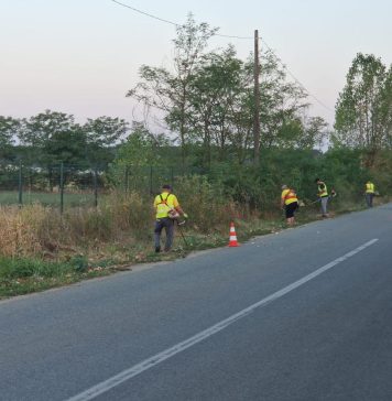 Ilfov: Continuă combaterea și distrugerea ambroziei prin cosire pe DJ 179, Bălteni-Buriaș