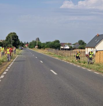 Ilfov: Continuă combaterea și distrugerea ambroziei prin cosire pe mai multe drumuri județene