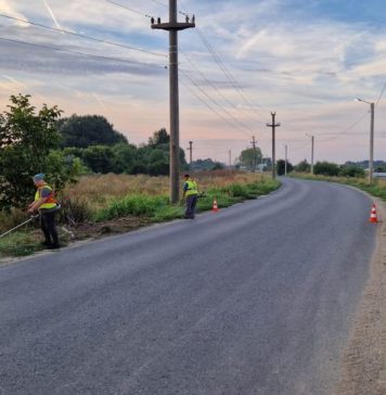 Ilfov: Continuă combaterea și distrugerea ambroziei pe DJ 401A, Bragadiru – Măgurele