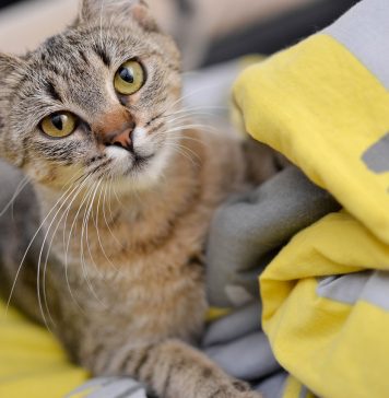 Efectul hranei pentru pisici asupra comportamentului și stării de spirit a animalului tău de companie