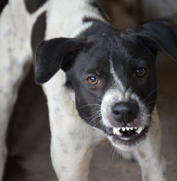 Femeie mușcată de un câine în Sectorul 1. Proprietarul animalului a fost amendat cu 2.500 lei