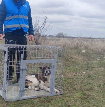 Peste 180 de câini de pe străzile din București au intrat în adăposturile ASPA în luna august