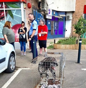 FOTO/ Doi oameni au fost atacați de un câine, în Sectorul 6 al Capitalei