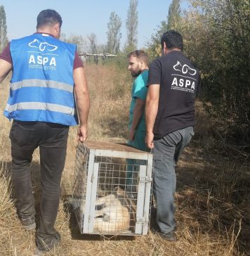 FOTO/ Persoană muşcată de câine, în Sectorul 4. ASPA București a intervenit în mai multe situaţii pentru preluarea câinilor agresivi