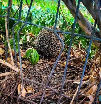FOTO/ Un arici în pericol, salvat de pompierii din București. Animalul a rămas blocat într-un gard